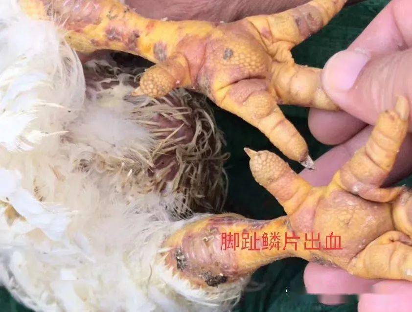 吃鸡儿卡盟_吃鸡卡盟_吃鸡卡盟自助下单平台